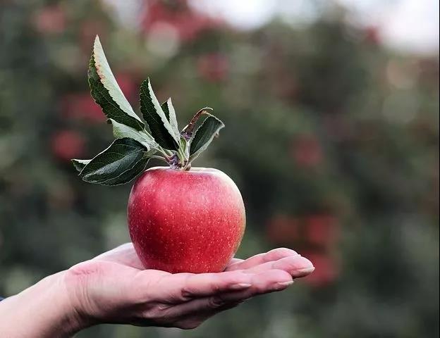 蘋果和它一起煮！咳嗽“去無影”，見效快!(圖2)